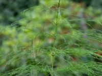 Equisetum sylvaticum Gunnilsetippen, Angered, Göteborg, Västergötland, Sweden 20190716_0478