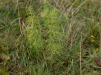 Equisetum sylvaticum Högebjär, Dalby, Lund, Skåne, Sweden 20150906_0047