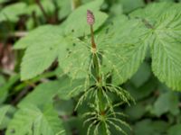 Equisetum sylvaticum Orröds gård, Klippan, Skåne, Sweden 20150511_0020