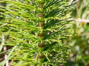 Equisetum telmateia - Great Horsetail - Jättefräken