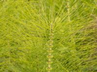 Equisetum telemateia Säbyholm, Landskrona, Skåne, Sweden 20220709_0053