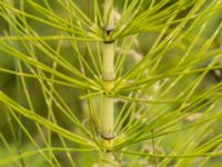 Equisetum telemateia Säbyholm, Landskrona, Skåne, Sweden 20220709_0054