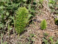 Equisetum telmateia Gamla Viken, Höganäs, Skåne, Sweden 20150515_0269