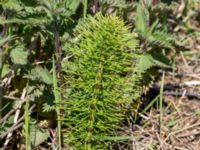 Equisetum telmateia Gamla Viken, Höganäs, Skåne, Sweden 20150515_0270