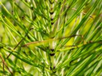 Equisetum telmateia Gamla Viken, Helsingborg, Skåne, Sweden 20180702_0005