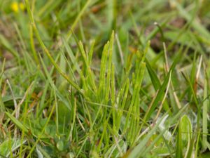 Equisetum variegatum - Variegated Horsetail - Smalfräken