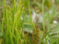 Equisetum variegatum Skanörs ljung, Skanör, Vellinge, Skåne, Sweden 20170609_0080