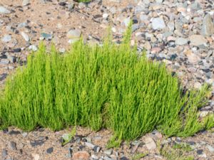 Equisetum palustre - Marsh Horsetail - Kärrfräken