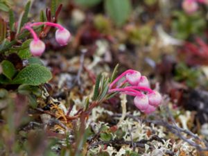 Andromeda polyfolia - Bog-rosemary - Rosling