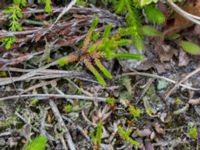 Calluna vulgaris Sandhammaren, Ystad, Skåne, Sweden 20160727_0076