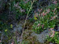 Chimaphila umbellata Gropahålet, Kristianstad, Skåne, Sweden 20170719B_0281