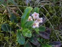 Chimaphila umbellata Gropahålet, Kristianstad, Skåne, Sweden 20170719_0283