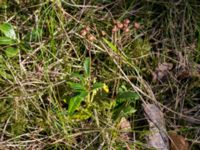 Chimaphila umbellata Horna, Åhus, Kristianstad, Skåne, Sweden 20150503_0188