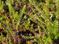 Empetrum nigrum ssp. nigrum Kolabacken, Falsterbohalvön, Vellinge, Skåne, Sweden 20160721_0074