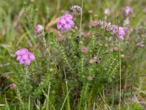 Erica tetralix - Cross-leved Heath - Klockljung