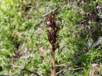 Monotropa hypopitys ssp. hypopitys Horna fure, Åhus, Kristianstad, Skåne, Sweden 20160827_0049