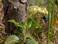 Orthilia secunda Gropahålet, Kristianstad, Skåne, Sweden 20160628_0244