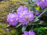 Rhododendron catawbiense Herrgårdsparken, Fröseke, Uppvidinge, Småland, Sweden 20190608_0539