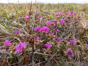 Rhododendron lapponicum - Lapland Azalea - Lapsk alpros