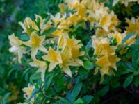 Rhododendron molle Herrgårdsparken, Fröseke, Uppvidinge, Småland, Sweden 20190608_0533