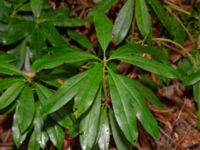 Rhododendron ponticum Hällevik, Simrishamn, Skåne, Sweden 20181124_0041