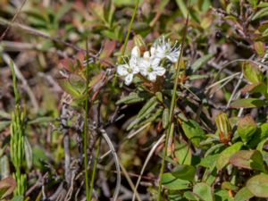 Rhododendron tomentosum - Northern Labrador Tea - Skvattram