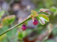 Vaccinium myrtillus Ängagårdsbergens naturreservat, Göteborg, Västergätland, Sweden 20240427_0039