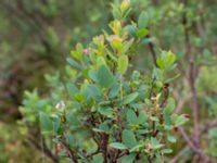 Vaccinium uliginosum ssp. uliginosum Pydden, Holmeja, Svedala, Skåne, Sweden 20160617_0124