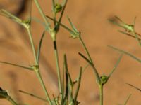 Euphorbia calyptrata Km 169, Awsard Road N3, Western Sahara, Morocco 20180221_0147
