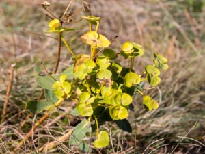 Euphorbia condylocarpa