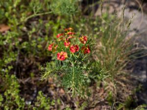 Euphorbia cyparissias - Cypress Spurge - Vårtörel