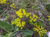 Euphorbia cyparissias Östra Stattenavägen, Lund, Skåne, Sweden 20200429_0024