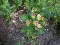 Euphorbia cyparissias Sege park, Malmö, Skåne, Sweden 20170706_IMG_1246