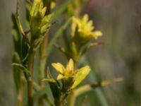 Euphorbia cyparissias et Uromyces pisi-sativi Knösen, Falsterbohalvön, Vellinge, Skåne, Sweden 20170501_0129