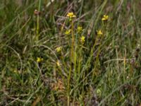 Euphorbia cyparissias et Uromyces pisi-sativi Knösen, Falsterbohalvön, Vellinge, Skåne, Sweden 20170501_0140