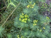 Euphorbia cyparissus Södra varvsbassängen, Malmö, Skåne, Sweden 20231014_0179