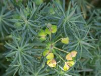 Euphorbia cyparissus Södra varvsbassängen, Malmö, Skåne, Sweden 20231014_0180