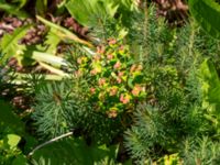 Euphorbia cyparissus Ulricedal, Malmö, Skåne, Sweden 20190618_0042