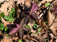 Euphorbia dulcis Rosenfors, Borgholm, Öland, Sweden 20160409_0249