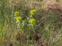 Euphorbia epithymoides Horna Fure, Åhus, Kristianstad, Skåne, Sweden 20170528_0117