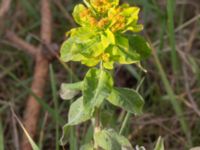 Euphorbia epithymoides Horna Fure, Åhus, Kristianstad, Skåne, Sweden 20170528_0119