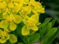 Euphorbia epithymoides Strandhem, Bunkeflo strandängar, Malmö, Skåne, Sweden 20180515_0044