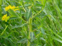 Euphorbia epithymoides Strandhem, Bunkeflo strandängar, Malmö, Skåne, Sweden 20180515_0045