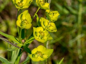 Euphorbia esula - Leafy Spurge - Vargtörel