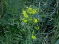 Euphorbia esula Herrgårdsparken, Fröseke, Uppvidinge, Småland 20190608_0573