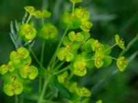 Euphorbia esula Herrgårdsparken, Fröseke, Uppvidinge, Småland 20190608_0574