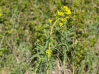 Euphorbia esula Lilla Frö, Mörbylånga, Öland, Sweden 20170526_0139