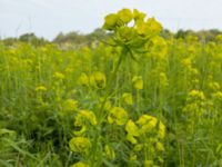 Euphorbia esula S Reningsverket, Klagshamns udde, Malmö, Skåne, Sweden 20200521_0092