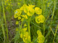 Euphorbia esula S Reningsverket, Klagshamns udde, Malmö, Skåne, Sweden 20200521_0094