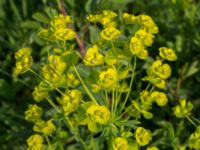 Euphorbia esula ssp. esula Surfklubben, Klagshamns udde, Malmö, Skåne, Sweden 20160529_0004